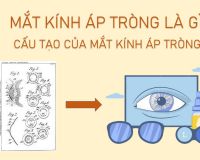 KÍNH ÁP TRÒNG LÀ GÌ? CẤU TẠO CỦA KÍNH ÁP TRÒNG NHƯ THẾ NÀO?